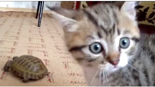 Кот атакует черепаху / Cat attacks a turtle