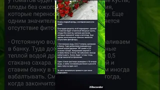 🍅Подкормка ТОМАТОВ