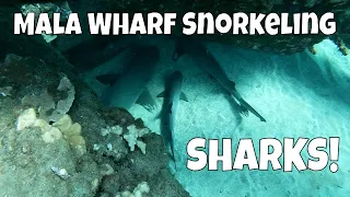 Snorkeling with Sharks, Turtles, and Fish at Mala Wharf, an Artificial Reef on Maui