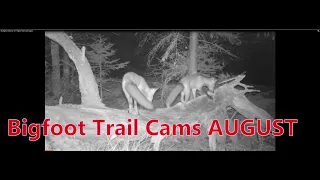 My Bigfoot Story Ep. 78  - Bigfoot Trail Cams August