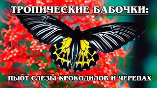 ТРОПИЧЕСКИЕ БАБОЧКИ: Самые красивые виды тропический бабочек | Интересные факты про бабочек