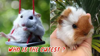 I Bet These Pets Will 100% Put You in Happy Mood 😍 - Hamster and Guinea Pig - Cute Pets 2021