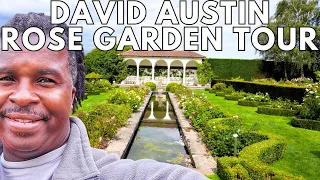 David Austin Rose Garden Tour