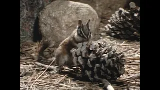 Wild America (1989) | S5 E2 'Chipmunks of Yosemite' | Full Episode | FANGS