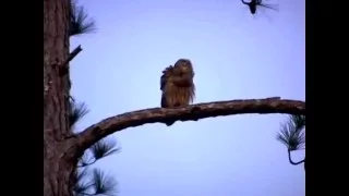 Two Barred Owls Hooting