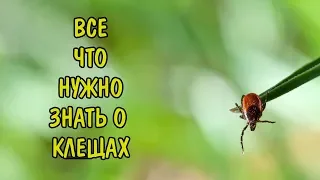 КЛЕЩИ. ВСЕ, ЧТО НУЖНО ЗНАТЬ. MITE. EVERYTHING YOU NEED TO KNOW