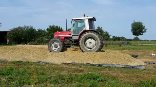 Massey Ferguson 3080 Czarnocin ugniatanie kukurydzy 2018. Cz 1