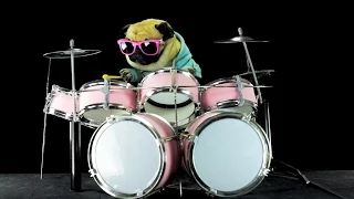 Dog is playing drums - Metallica Enter Sandman