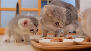 When the kitten wakes up to eat, it will fly away while meowing.