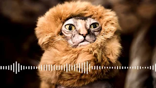 Lion Roar/Рык льва/Рёв льва /Рычание льва/Лев рычит