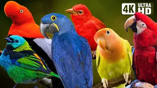 BIRDS OF THE AMAZON RAINFOREST | COLOURFUL BIRDS | RELAXING SOUNDS | STUNNING NATURE | STRESS RELIEF