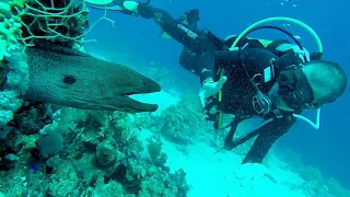 THE WONDERFUL BARRIER REEF OF THE RED SEA