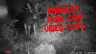 funniest trail camera compilation. whats is that!