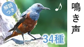 34 Singing Birds