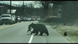 Mama bear crossing the road with cubs video gives moms everywhere all the feels