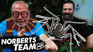 HARRY POTTERS SPINNE? | NORBERTS TEAM | Zoo Zajac