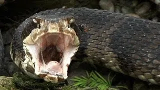 Cottonmouth vs Rattlesnake 01 - Snake Eats Snake