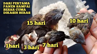 cara merawat burung emprit dari kecil sampai besar dengan metode jadul