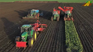 Rübenernte in der Hildesheimer Börde - Lohnunternehmen HüMaF im Ernteeinsatz - Sugarbeet harvesting
