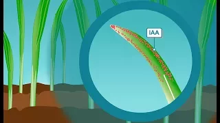 Plant hormones: How IAA, the most common form of auxin, works