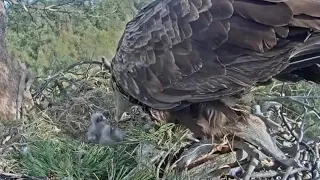 White-tailed eagles | New born eaglet eat first time | May 5, 2024