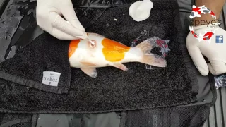 How to treat Koi ulcers. treatment from popeyes koi site