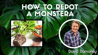 How to repot your monstera with David Domoney