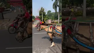 Naik kuda tadi