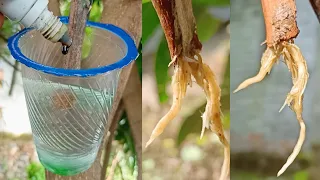 Best Natural Rooting Hormone For Mango Tree Cutting