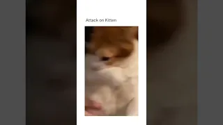 Attack on Kitten