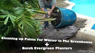 Prepping Palms For Winter Storage & New Evergreen Planters