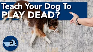 Teach Your Dog to Play Dead!