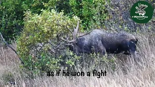 Best Huge Alaska Bull Moose Raking Video | MooseMan Video Photography Calendar