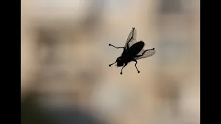 MOSCA ZUMBANTE EN LA VENTANA