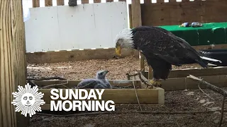 Murphy the eagle steps in as stepdad