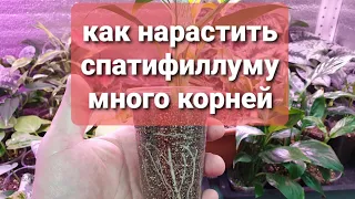 как нарастить спатифиллуму много корней