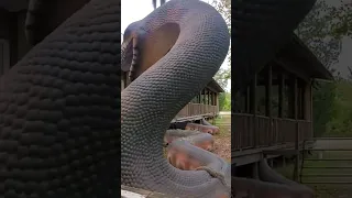 Titanoboa, Zoo  Florida