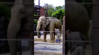 上野動物園のゾウさんは芸達者