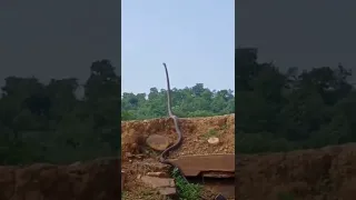 Big king cobra