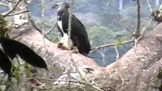 Panama - Harpy Eagle and Chick 2