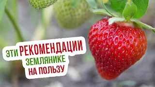 Особенности ухода за рассадой земляники. Полив, подкормка и пикировка земляники