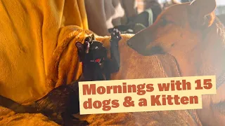 Morning with 15 dogs and a Kitten