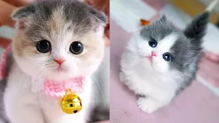 OMG!!🙀So Cute Cats❤Best Funny Cats Videos 2021😻#17