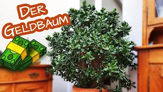 Der Geldbaum bzw. Pfennigbaum (Crassula ovata) 🌳🍀 Die Pflanze des Glücks