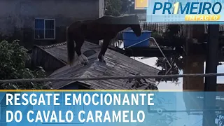 Cavalo Caramelo é resgatado de telhado no RS e caso repercute no mundo | Primeiro Impacto (10/05/24)