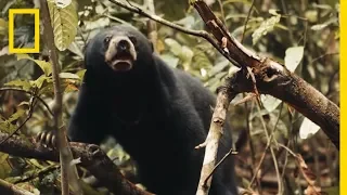 This Little Sun Bear's World Is a Scary Place | Short Film Showcase