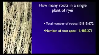 Stefano Mancuso: The roots of plant intelligence