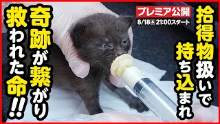 【子猫保護】この子の「命」は「モノ」ですか？...殺処分寸前！生後間もない子猫をレスキューしてきました