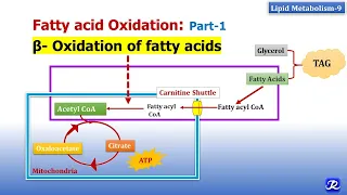 9: Beta oxidation of fatty acids | Lipid Metabolism-9 | Biochemistry | N'JOY Biochemistry