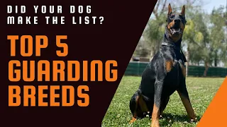 I use 3 criteria to determine the best personal and home protection dogs.